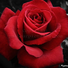 red rose-
