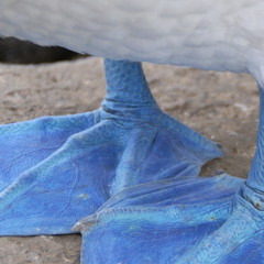 Blufooted