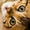 bengalcatlover10