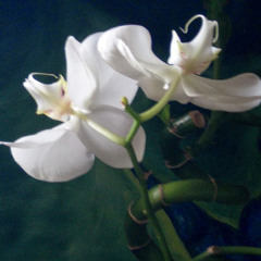 asha siddik