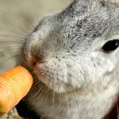 rabbitwithacarrot