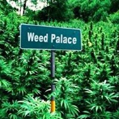 Anthony Jade Douglas