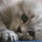 blue-eyed-cat