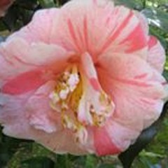 Lisa Willson Caliouette