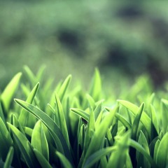 قصيدة "عـتب الـمشـيب"- طه الفهد
