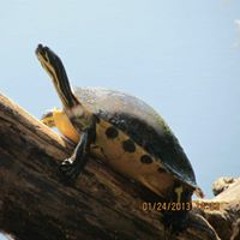 Nanette Dull- Strater