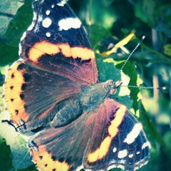 Eyeballs out of Earshot