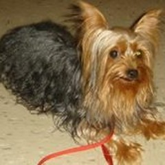 Lucy Gonzalez-Rosario