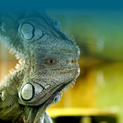 Zendoga- Belle De Nuit Promo Mix