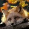 Lukfox