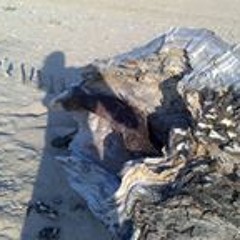 Laurence de Lataillade