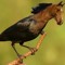 HorseBird