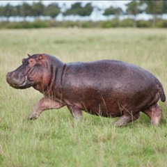 hippo36