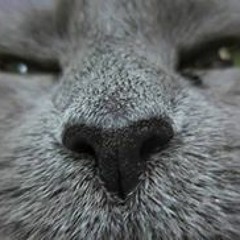 Donna Marchand- Kinsman