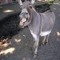 The Smutting Donkey™