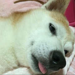 eeviewonder