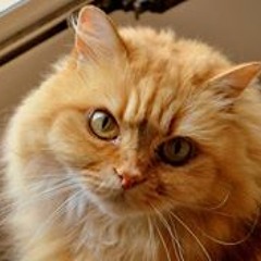 Tish Shaftner Mosteller