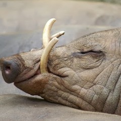 Le Babirusa