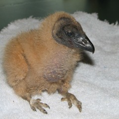 bulah georgiana roddy82