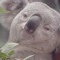bakedkoala