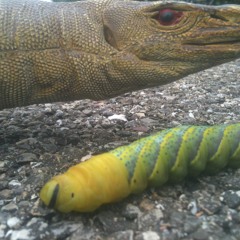 eigentlichganzinordnung