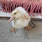 Duckeyyyy