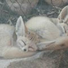 Jason Rosenberg Windsor