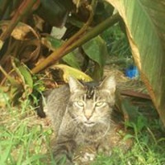 Margie Crickette Johnson