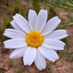 da_alshameri