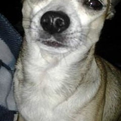 Jayanna Merritt Shrader