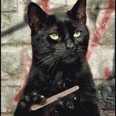 Salem 5
