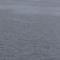 bird in north river