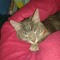 Carolyne Santander R
