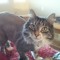 kitcat24811