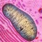 Mitochondria