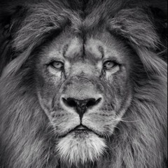 Simba_schweiz