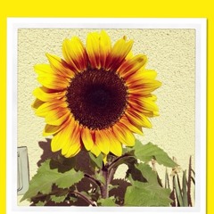 sunflower0
