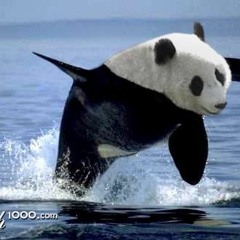 Sea Panda Records