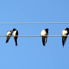 Fırat Güneş Û Rojda - Lê Lê Dayê.MP4