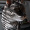 Tora_in_Sneakers