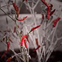 Caleb Ong Boon Chung