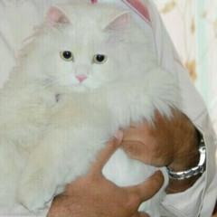 نداء و حداء