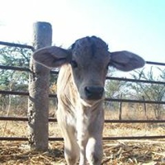 Parménides Enriquez