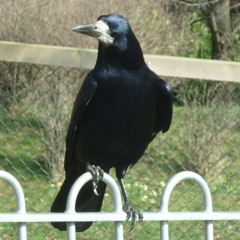 felomana