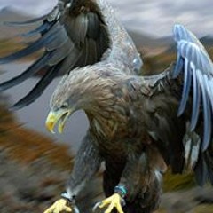 Luca Arrais Casteddu