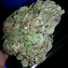 Jsesh365