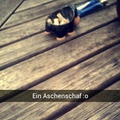 Aschenschaf