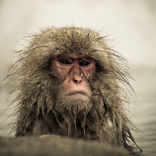 The Funky Snow Monkeys’s avatar