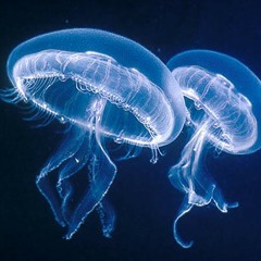-Jellyfish-
