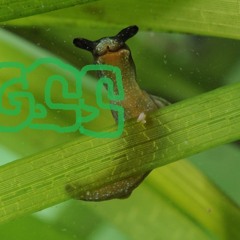 Grüne Samtschnecke